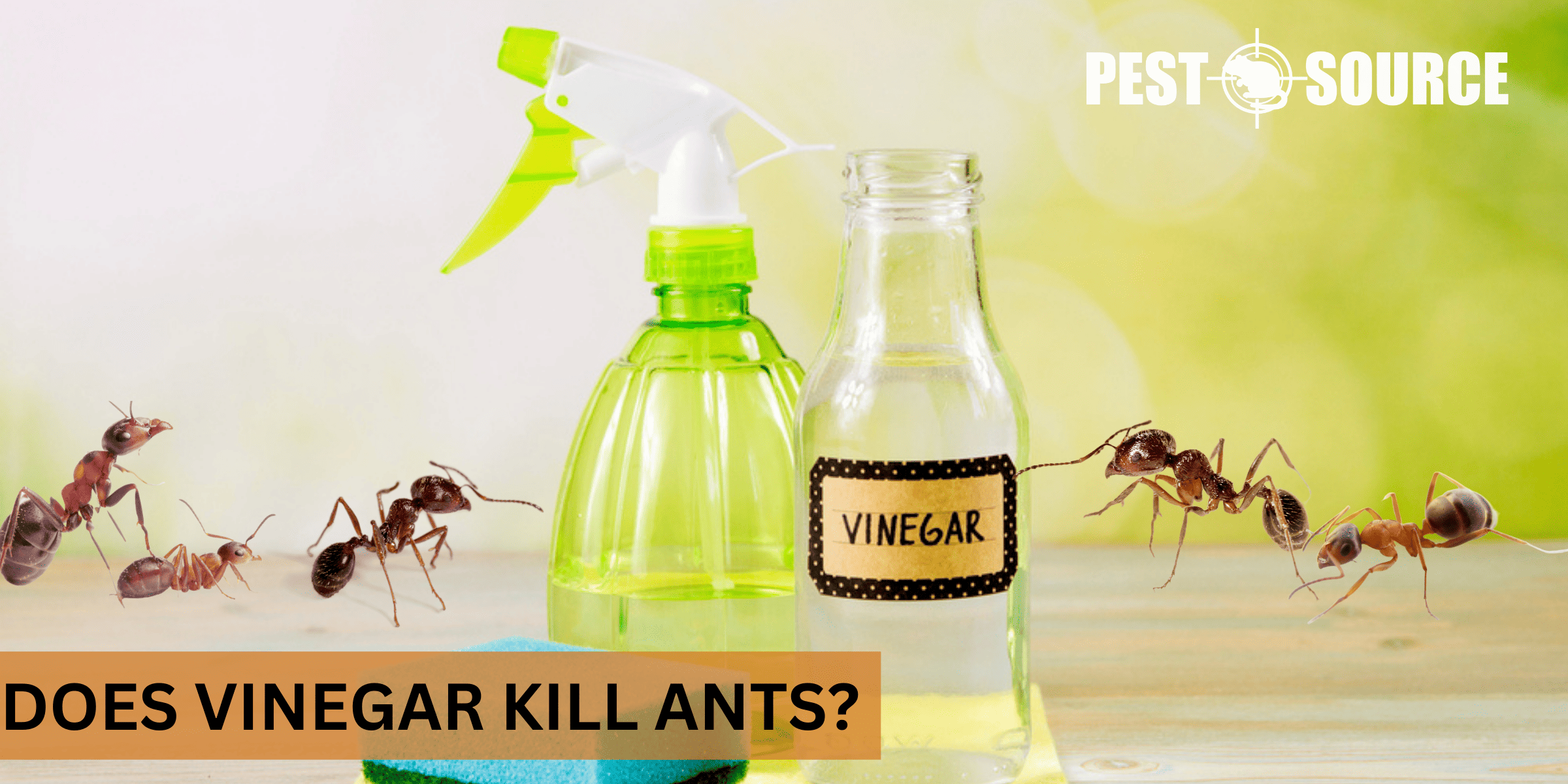 kill ants with vinegar