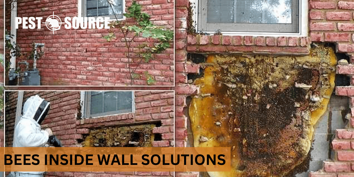 Bees Inside Wall Solutions