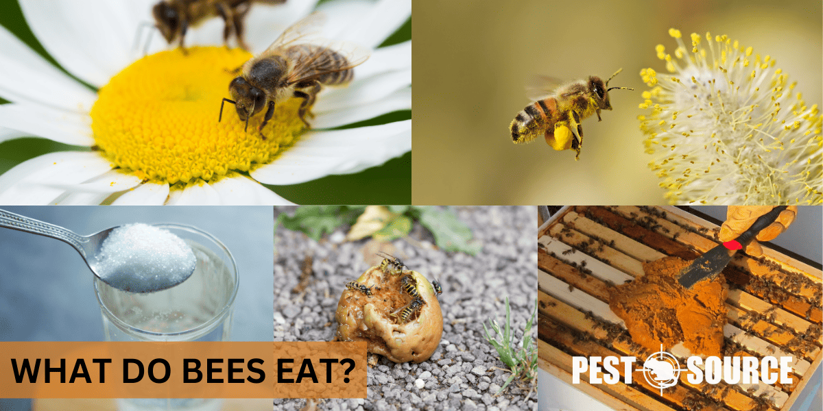 Dietary Habits of Bees