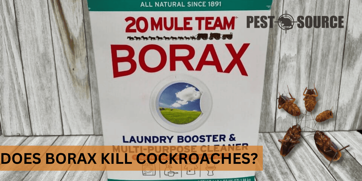 Borax Solution Kills Cockroaches