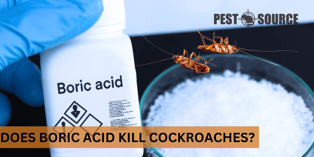 Boric Acid for Cockroach Extermination