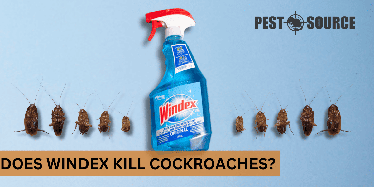 Windex Against Cockroaches
