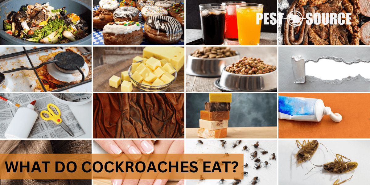 Diet of Cockroaches