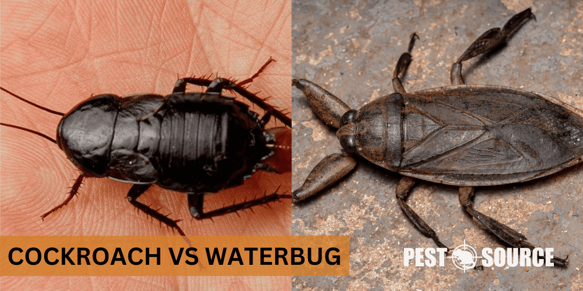 Comparison of Waterbug and Cockroach
