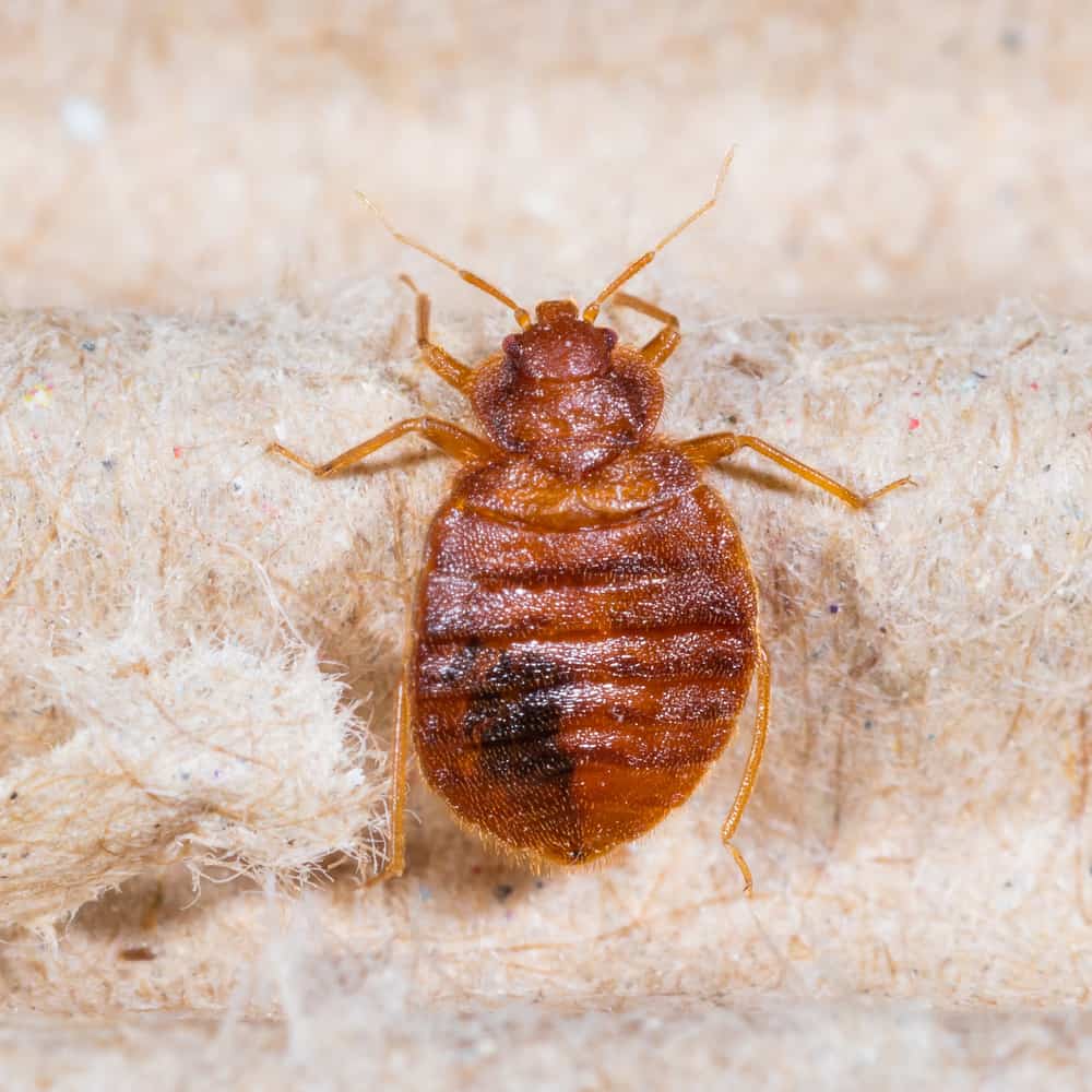 Bed bugs appearance