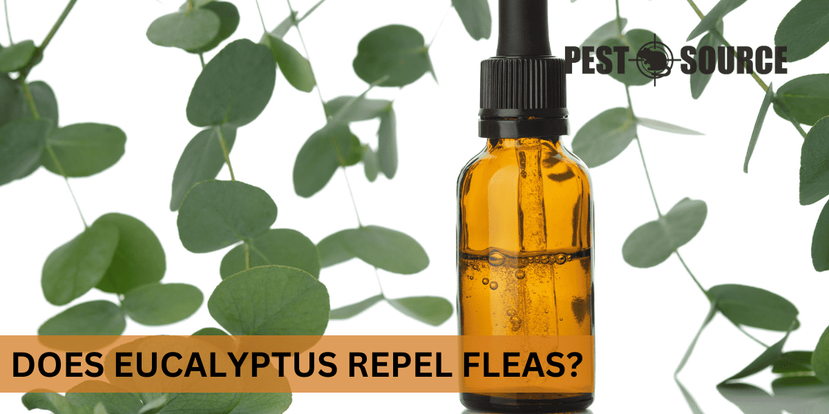 Using Eucalyptus on Fleas