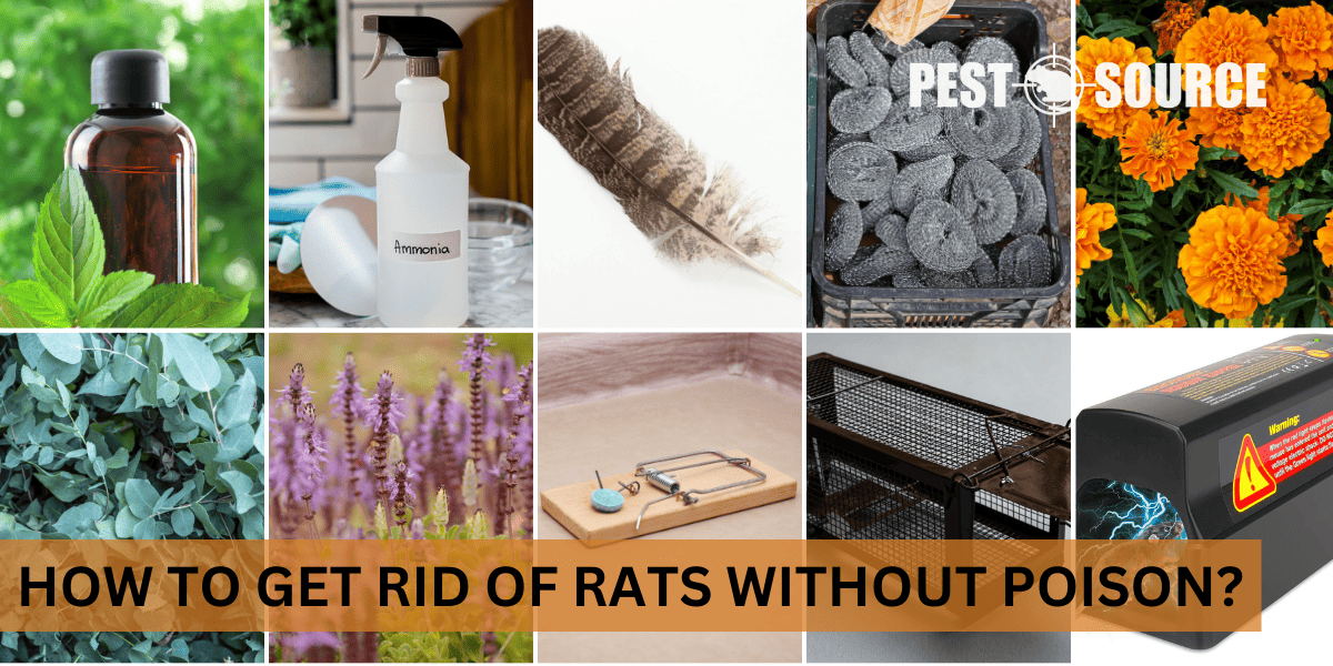 Natural Rat Control Solutions