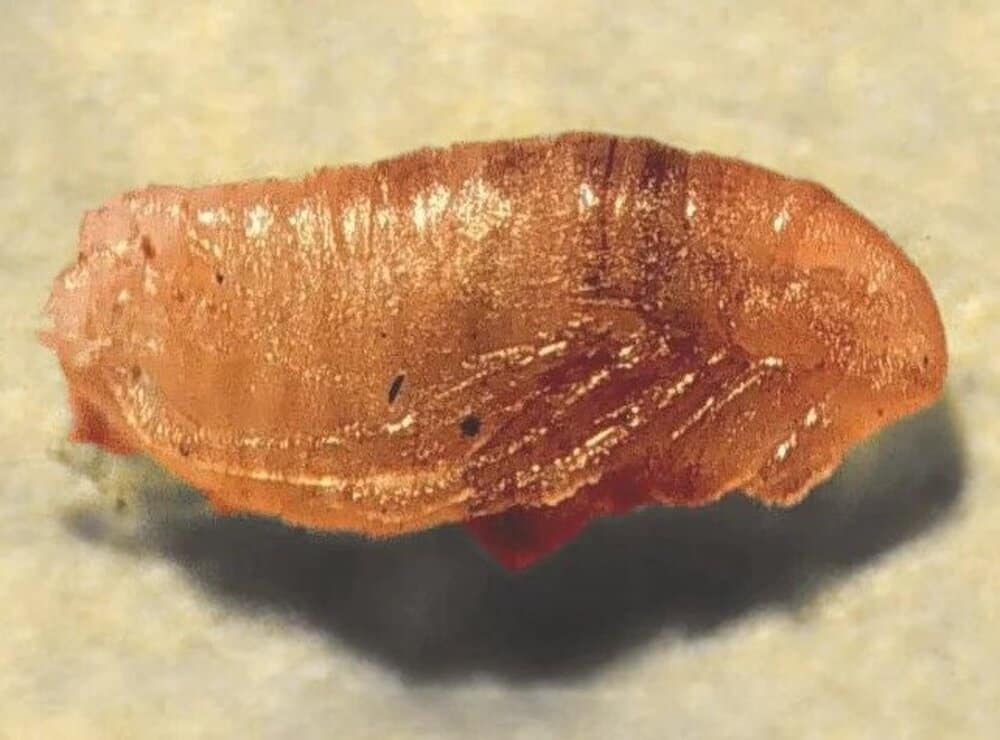 flea pupae