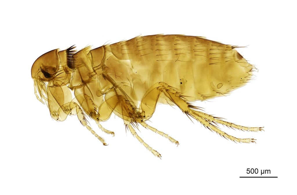 Squirrel-flea-Ceratophyllus-sciurorum