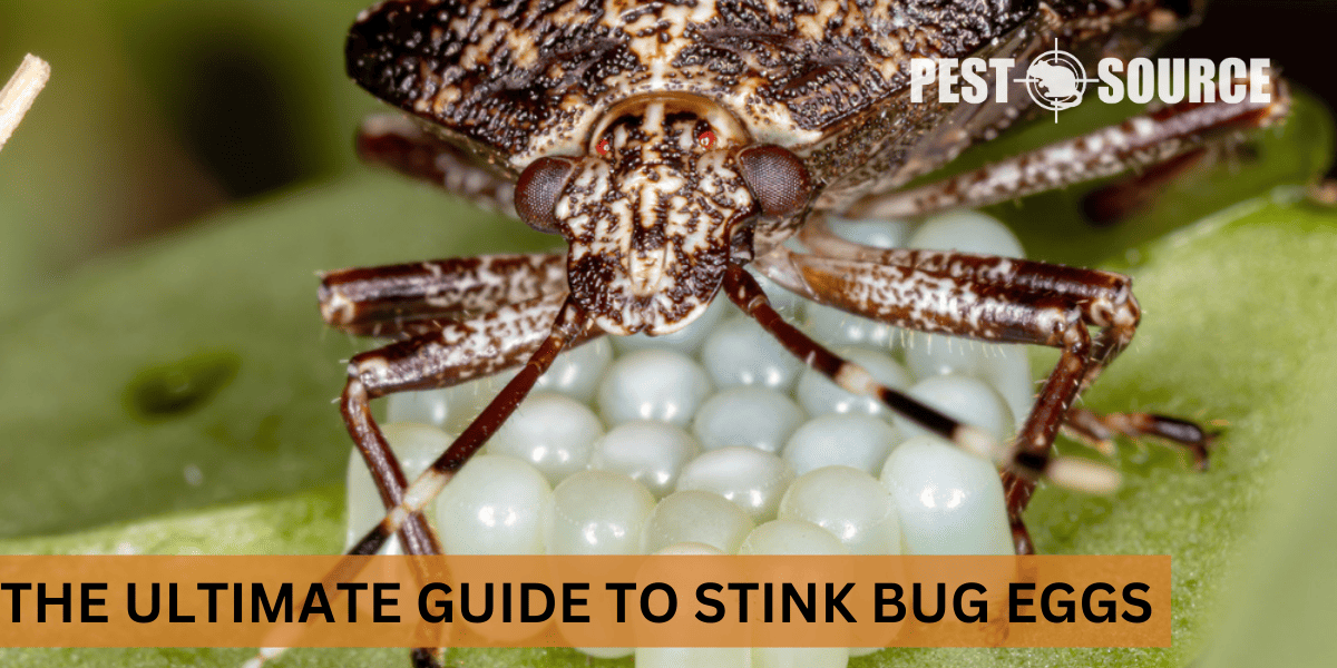 knowing stink bugs eggs