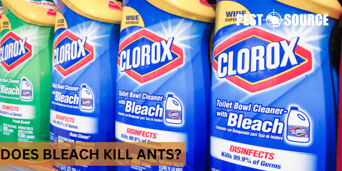 kill ants with bleach