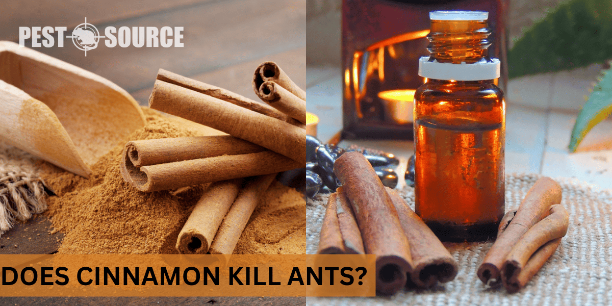 kill ants with cinnamon