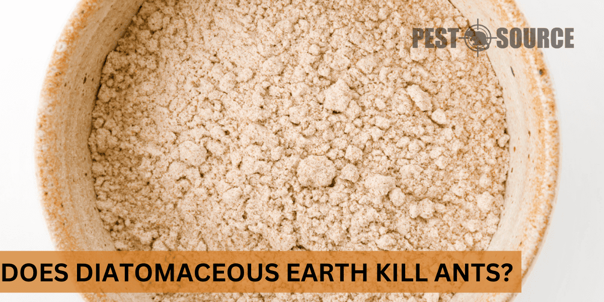 kill ants with diatomaceous earth