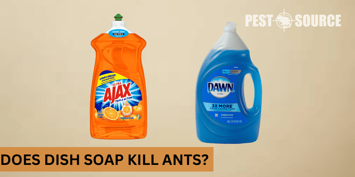 kill ants with dish soap