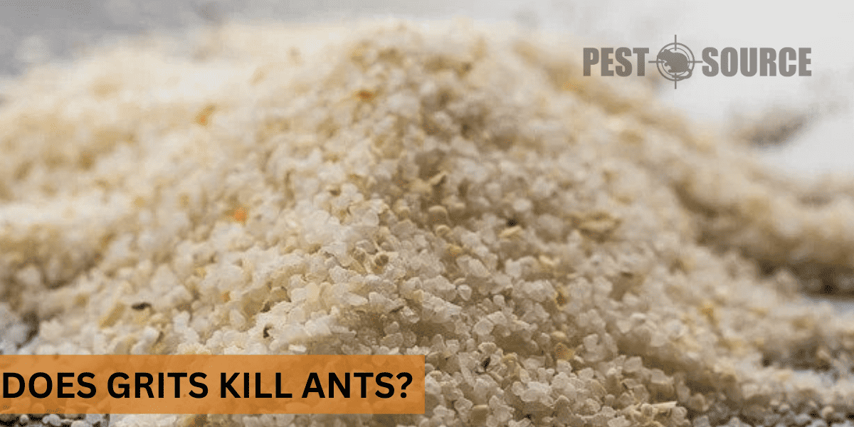 kill ants with grits