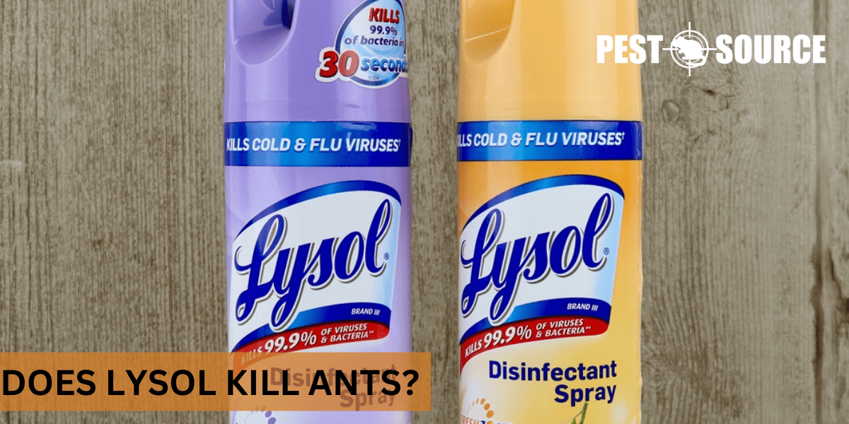 kill ants with Lysol