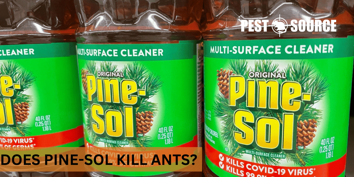 kill ants with Pine-Sol