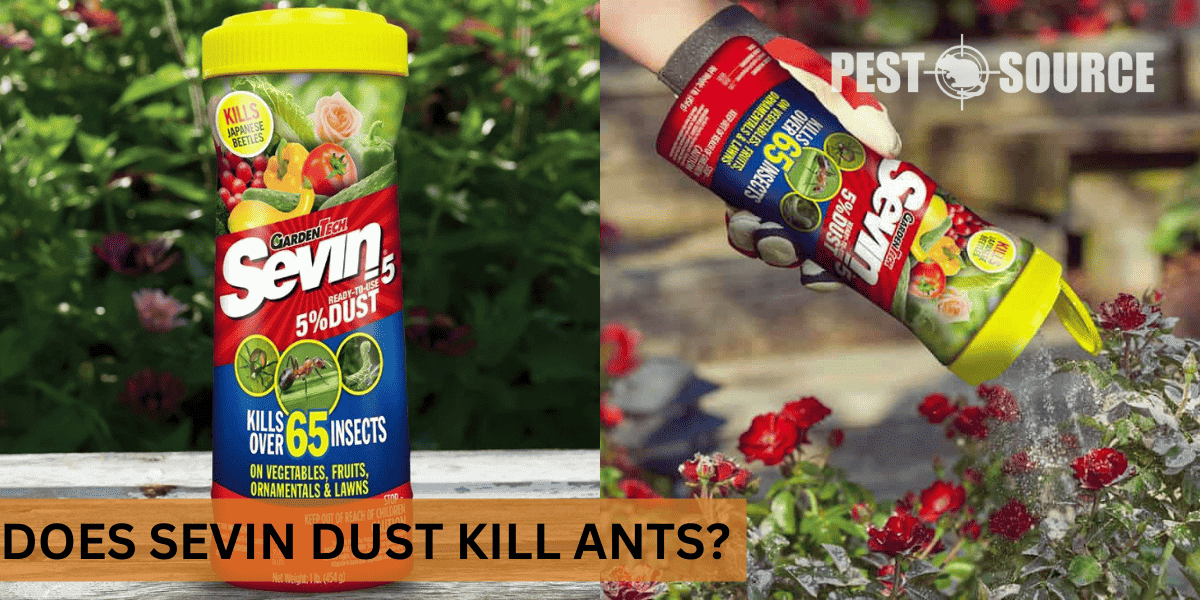 kill ants with Sevin dust