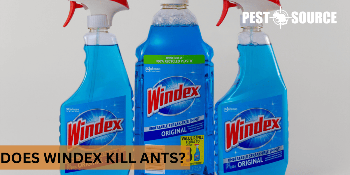 kill ants with Windex