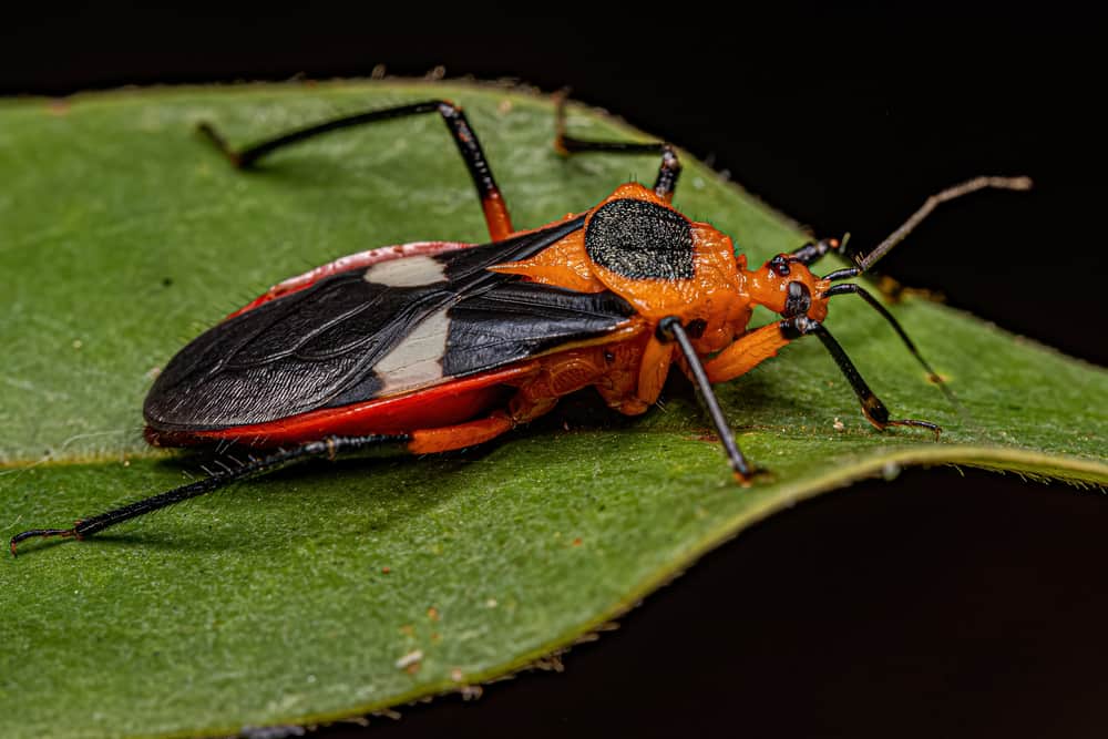 Adult Assassin Bug of the species Neivacoris neivai