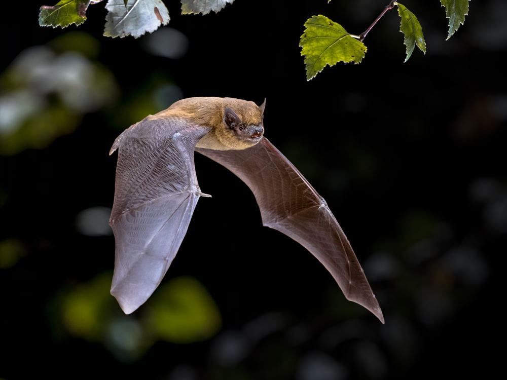 Flying Pipistrelle bat (Pipistrellus pipistrellus) action shot of hunting animal in natural forest background.