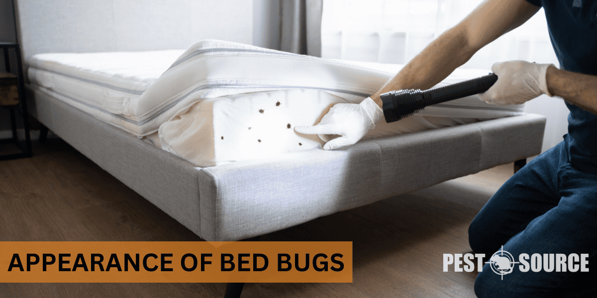 Appearance of Bed Bugs