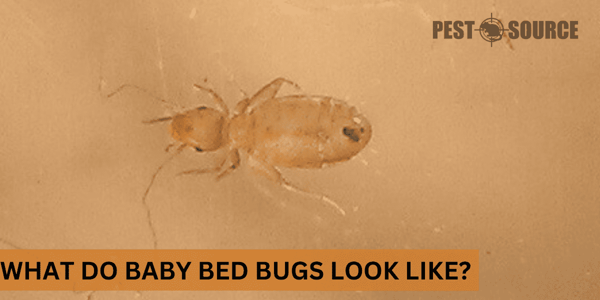 Appearance of Bed bugs