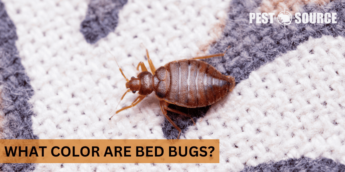 Color of Bed Bugs