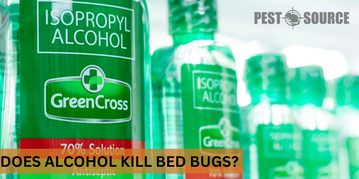 Alcohol Use Against Bed Bugs
