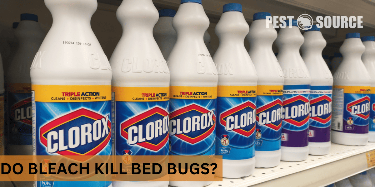 Bleach Use for Bed Bugs