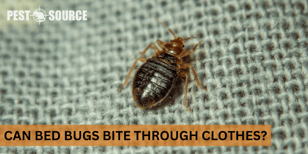 Feeding Capabilities of Bed Bugs