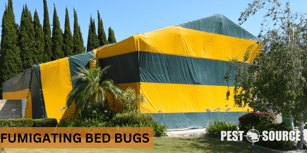 Fumigating Bed Bugs
