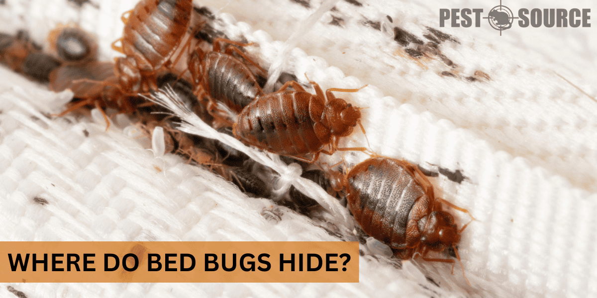Hiding places of Bed Bugs