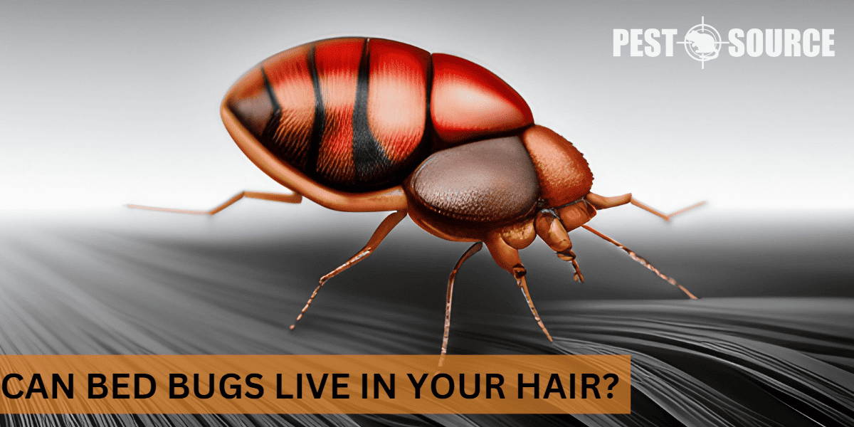 Human Hair Impacted by Bed Bugs