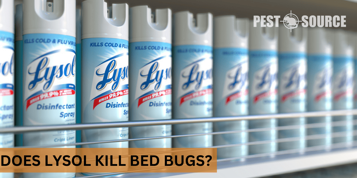 Lysol's Effect on Bed Bugs