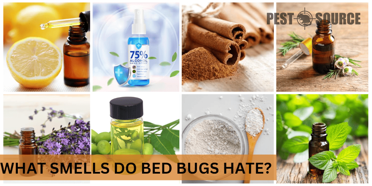 Sensory Repellents Against Bed Bugs