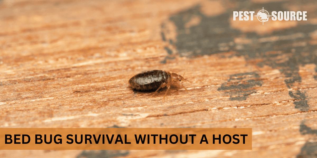 Survival Without Host in Bed Bugs