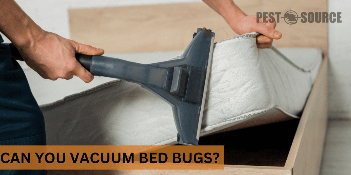 Vacuuming to control Beg Bugs