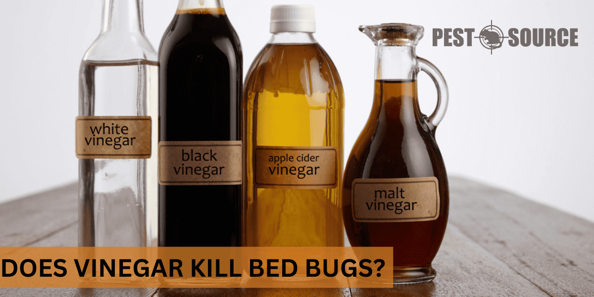 Vinegar Use for Bed Bugs