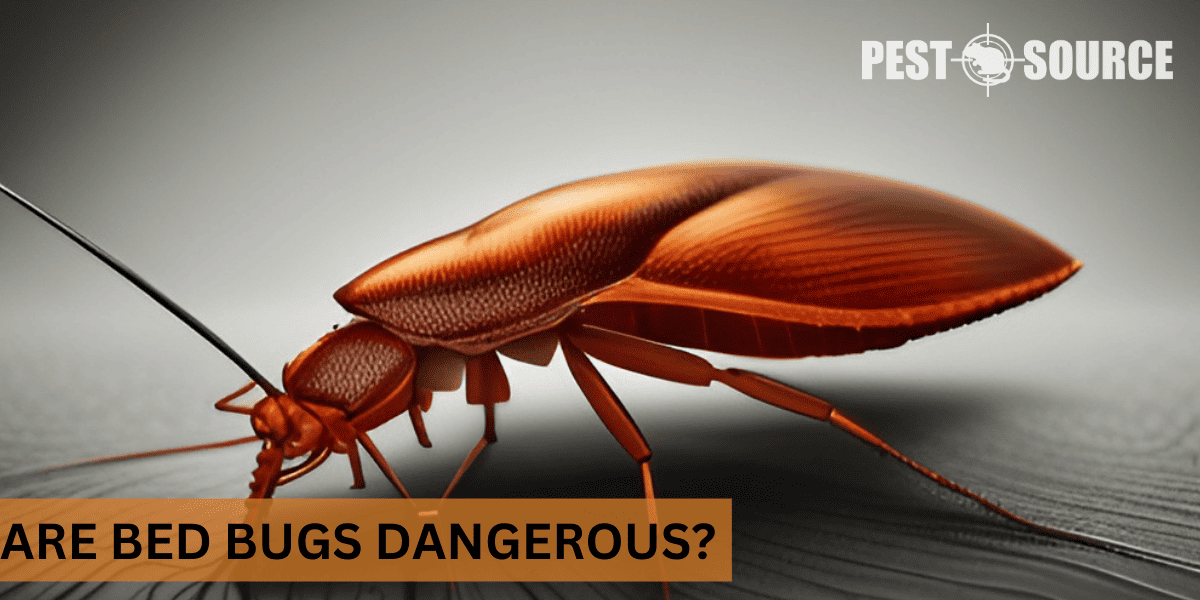 Dangers of Bed bugs