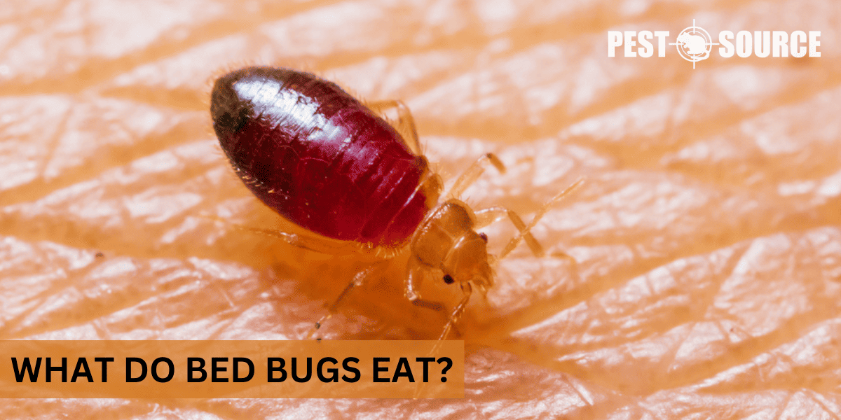 Diet of Bed bugs