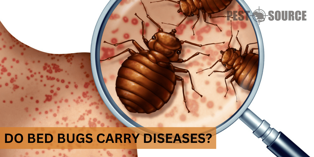 Diseases transmitted by Bed bugs