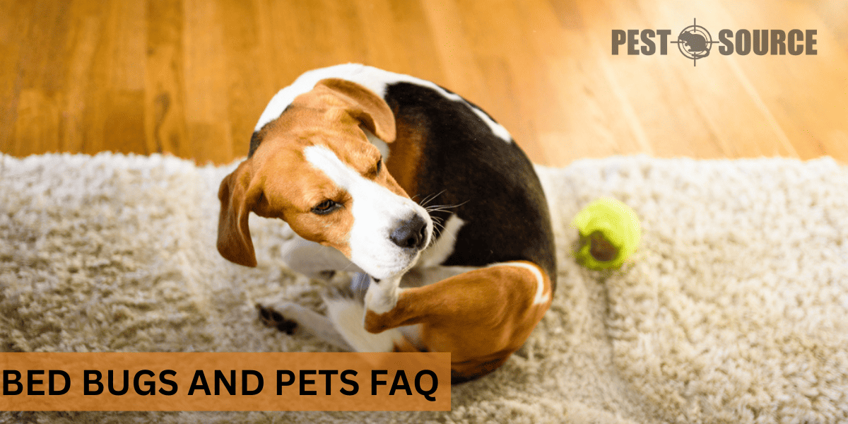 Impact on pets from Bed bugs