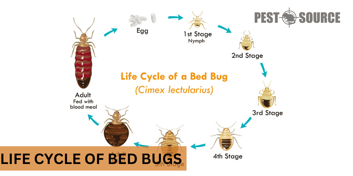 Life cycle of Bed bugs