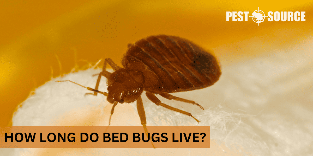 Lifespan of Bed bugs