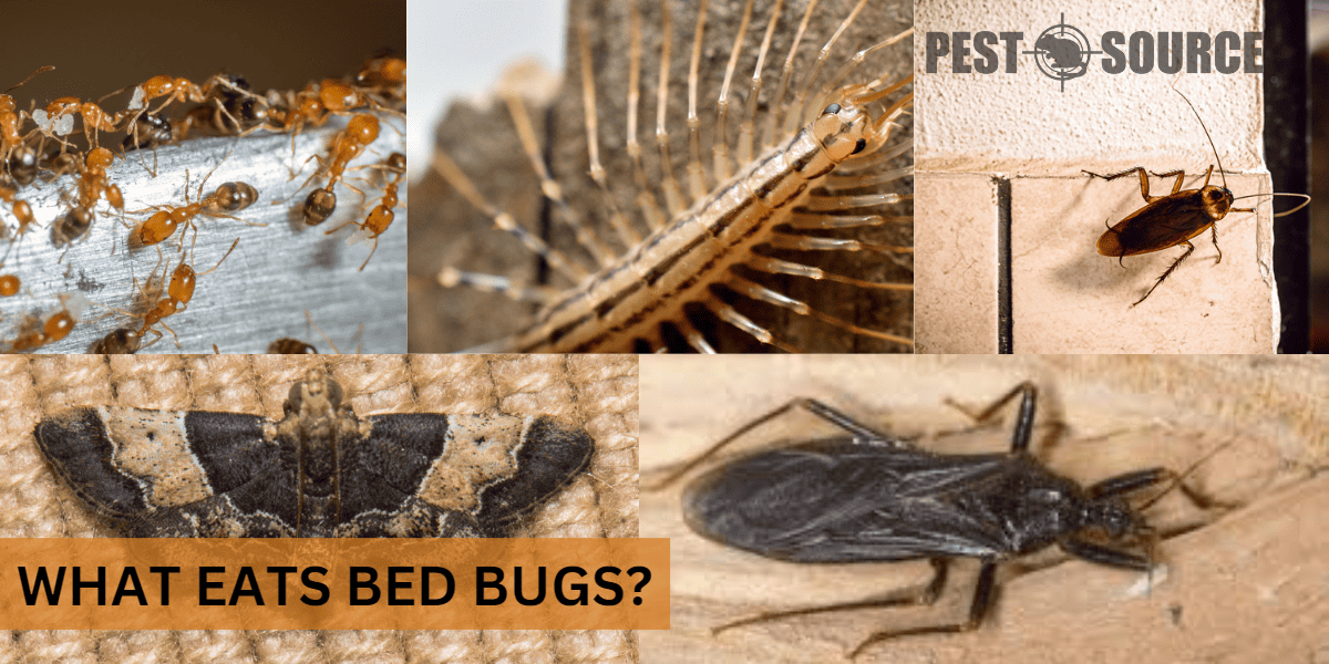 Predators of Bed bugs