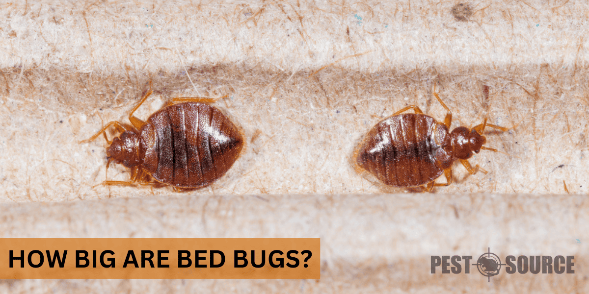 Size of Bed Bugs