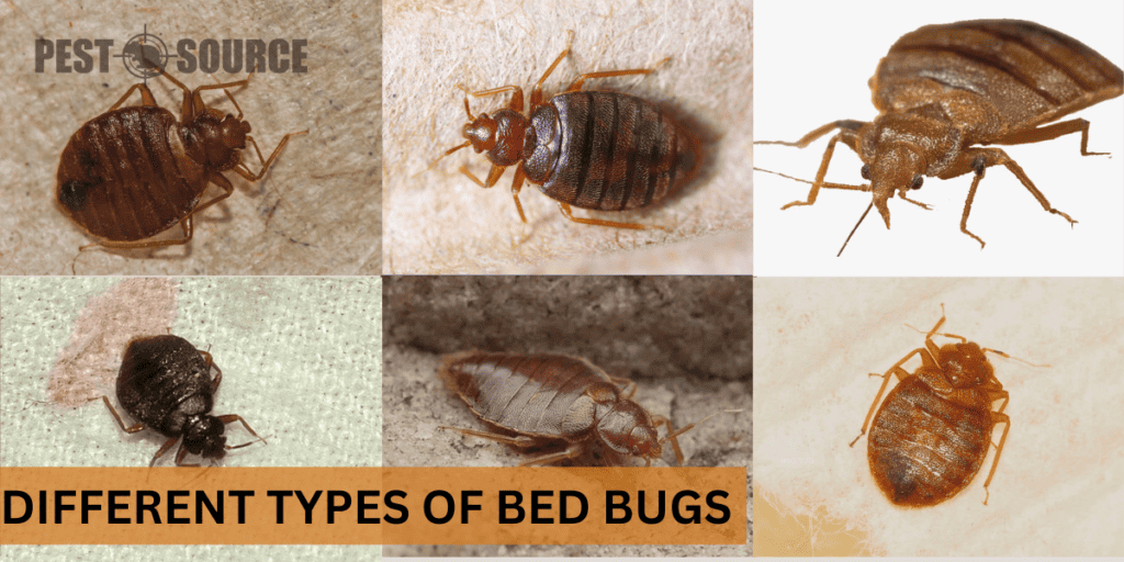 What Are the Different Types of Bed Bugs? Pest Source