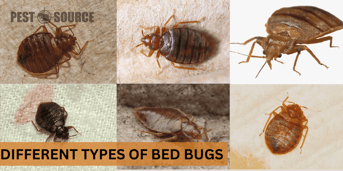 Types of Bed bugs