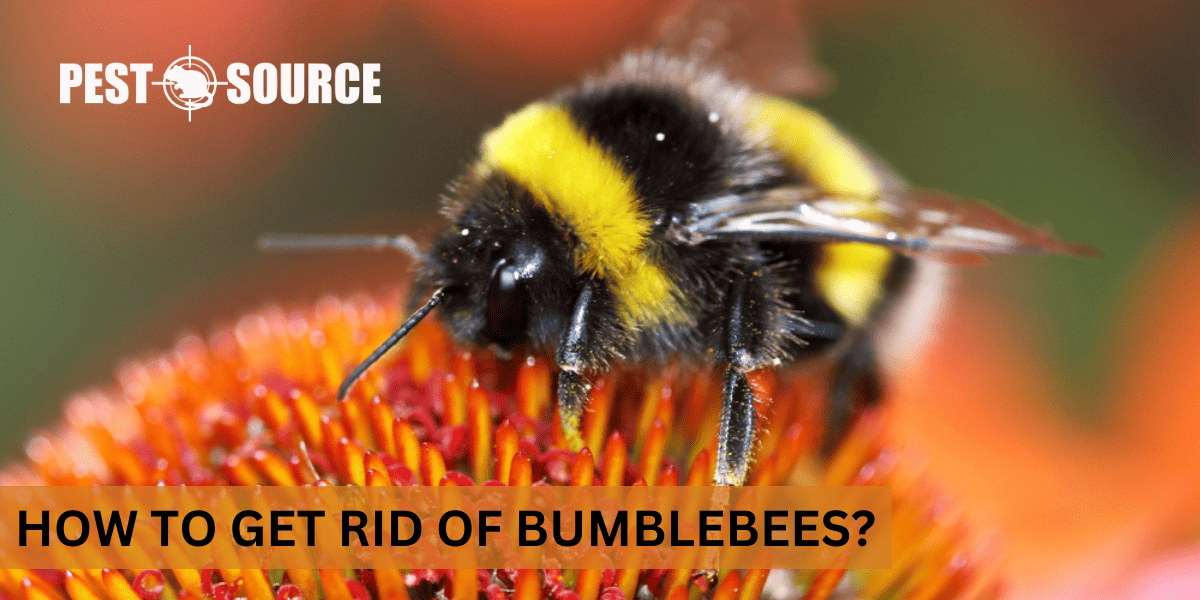Effective Control of Bumblebees